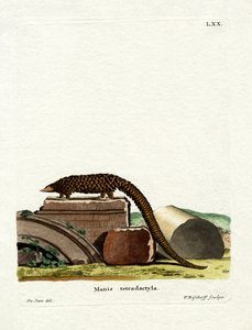 Uzun kuyruklu Pangolin (renkli gravür) by German School