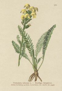 Uzun Gagalı Sarı Lokma (Pedicularis tuberosa) by German School