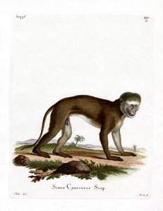 Malbrouck Maymunu (renkli gravür) by German School