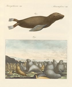 Memeliler (renkli gravür) by German School