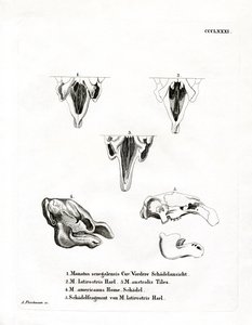 Manatee Kafatasları (renkli gravür) by German School