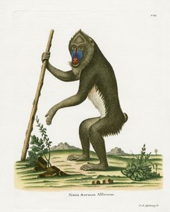 Mandrill (renkli gravür) by German School