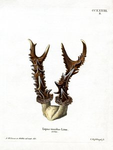 Mountain Grace Adlers (renkli gravür) by German School