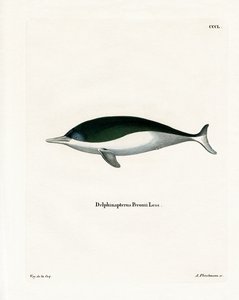 Etli ağızlı Porpoise (renkli gravür) by German School