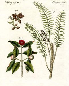 Şifalı Bitkiler by German School