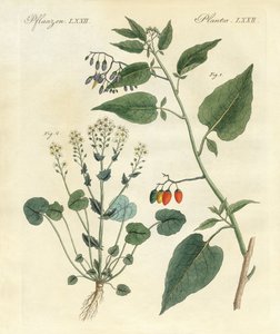 Şifalı Bitkiler by German School
