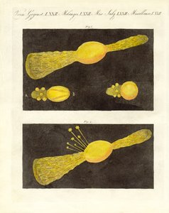 Meteor (renkli gravür) by German School