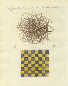 Deniz süngeri ve denizanasının mikroskobik görünümü (renkli gravür) by German School