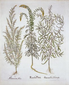 Hortus Eystettensis