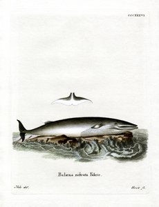 Minke Balina (renkli gravür) by German School