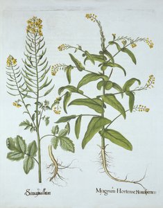 Hortus Eystettensis