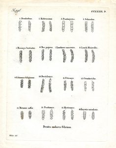 Azı dişleri (renkli gravür) by German School