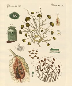 Kalıp by German School