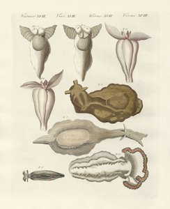 Yumuşakçalar (renkli gravür) by German School