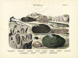 Yumuşakçalar, 1860 civarı (renkli taş baskı) by German School