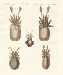 Yumuşakçalar veya yumuşak solucanlar (renkli gravür) by German School