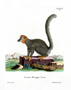 Mongoose Lemur (renkli gravür) by German School