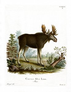 Geyik (renkli gravür) by German School