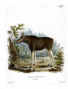 Geyik (renkli gravür) by German School