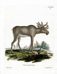 Geyik (renkli gravür) by German School
