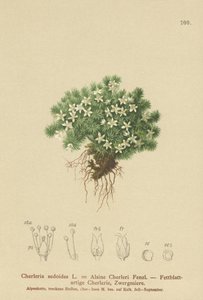 Yosunlu Cyphel (Cherleria sedoides, Minuartia sedoides, Alsine Cherleri) by German School