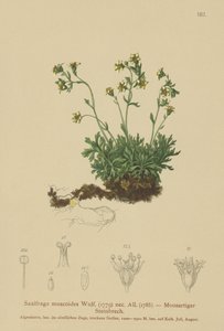 Yosunlu Kaya Folyosu by German School