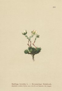 Yosunlu Saxifrage (Saxifraga bryoides) by German School
