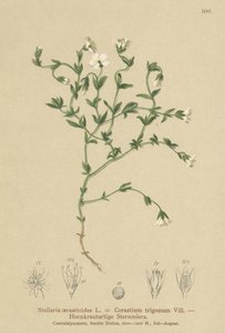 Dağ Chickweed (Stellaria cerastioides, Cerastium trigonum) by German School