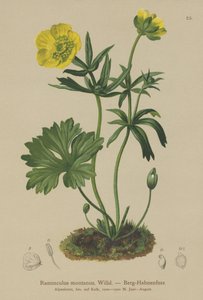 Dağ Crowfoot (Ranunculus montanus) by German School