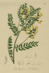 Dağ Mercimek (Phaca alpina, Astragalus alpinus, Astragalus penduliflorus, Colutea alpina, Phaca alpina, Tragacantha penduliflora) by German School