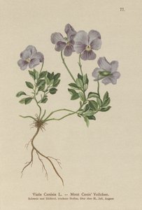 Mont. Cenis Pansy (Viola Cenisia) by German School