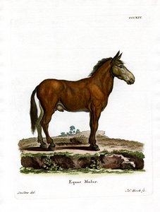 Katır (renkli gravür) by German School