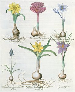 Nergis, Çiğdemler ve Sümbül: 1.Narcissus Autumnalis; 2.Hyacinthus Autumnalis; 3. Çiğdem biflorum; 4. Kolşiyum albümü; 5.Kolchium versicolor; 6. Narcissus Autumnalis, Ba tarafından Hortus Eystettensis