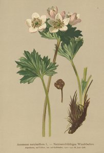 Nergis çiçekli Anemon (Anemon narcissiflora) by German School