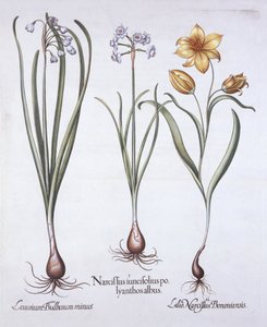 Narcissus, Tulip and Summer Snowflake, from Hortus Eystettensis, Basil Besler (1561-1629), pub. 1613 (el renkli gravür) by German School