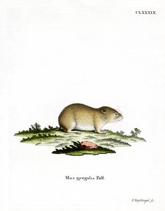 Dar başlı Vole (renkli gravür) by German School