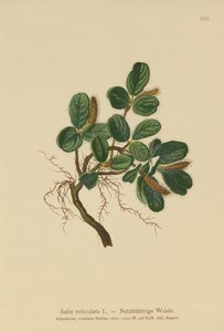 Ağ Yapraklı Söğüt (Salix reticulata) by German School