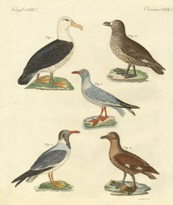 Yeni kuşlar (renkli gravür) by German School