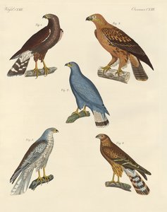 Yeni bilinen yırtıcı kuşlar (renkli gravür) by German School