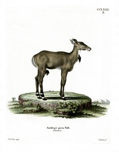 Nilgai (renkli gravür) by German School