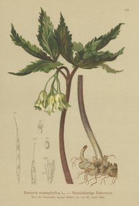 Dokuz yapraklı Mercan Wort (Dentaria enneaphyllos) by German School