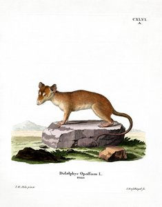 Kuzey Amerika Opossum (renkli gravür) by German School
