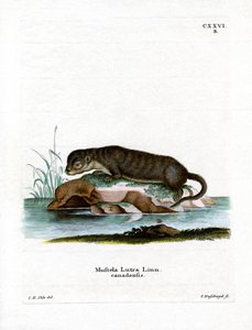 Kuzey Amerika Otter (renkli gravür) by German School