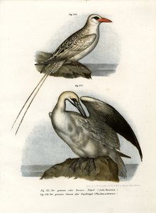 Kuzey Gannet, 1864 by German School