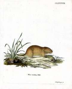 Kuzey Kızıl Sırtlı Vole (renkli gravür) by German School
