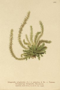 Kuzey Spikemoss (Selaginella selaginoides, Selaginella spinulosa, Lycopodium selaginoides, Bernhardia spinosa) by German School
