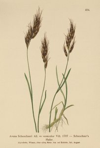 Yulaf otu (Avena Scheuchzeri, Avena versicolor, Avena alpina) by German School