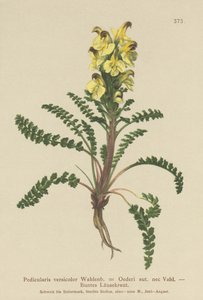 Oeders Lousewort (Pedicularis versicolor, Pedicularis Oederi) by German School