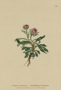 Oneflower Fleabane (Erigeron uniflorus) by German School