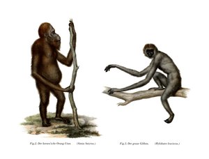 Orang-Outang, 1860 by German School